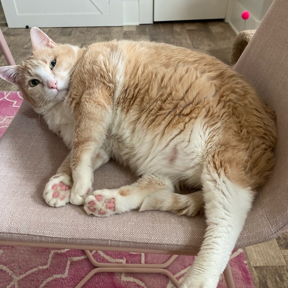 Meet your Posher, Laura - Picture 1 of 1